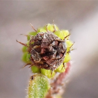 Dolophones sp. (genus) (Wrap-around spider) at Cook, ACT - 4 Aug 2025 by CathB