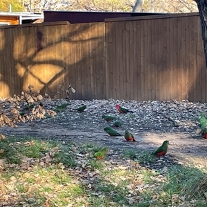 Alisterus scapularis (Australian King-Parrot) at Dickson, ACT - 5 Aug 2025 by Lisa.Jok