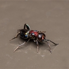 Agamerion cleptideum (A Chalcid wasp) at Acton, ACT - 5 Aug 2025 by Roger