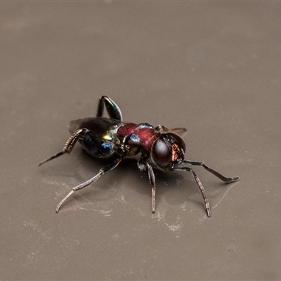 Agamerion cleptideum (A Chalcid wasp) at Acton, ACT - 5 Aug 2025 by Roger
