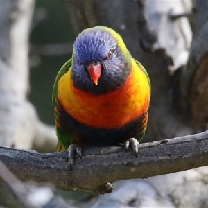Trichoglossus moluccanus (Rainbow Lorikeet) at Macarthur, ACT - 5 Aug 2025 by RodDeb