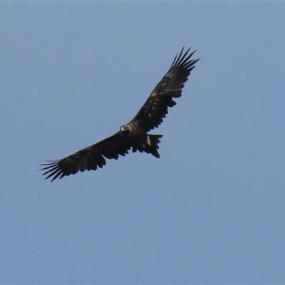 Aquila audax (Wedge-tailed Eagle) at Gowrie, ACT - 5 Aug 2025 by RodDeb