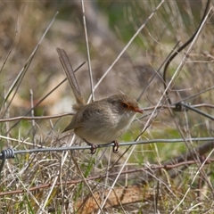 Malurus cyaneus (Superb Fairywren) at Aranda, ACT - 1 Aug 2025 by Rheardy