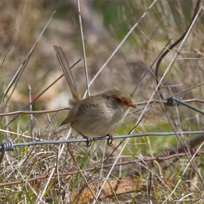 Malurus cyaneus (Superb Fairywren) at Aranda, ACT - 1 Aug 2025 by Rheardy