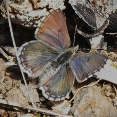 Paralucia crosbyi (Violet Copper Butterfly) by JohnBundock