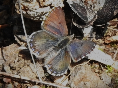 Paralucia crosbyi (Violet Copper Butterfly) by JohnBundock
