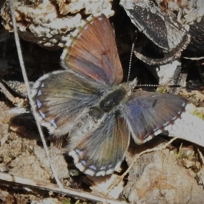 Paralucia crosbyi (Violet Copper Butterfly) at  - suppressed by JohnBundock