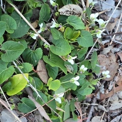 Viola odorata (Sweet Violet, Common Violet) at Isaacs, ACT - 5 Aug 2025 by Mike