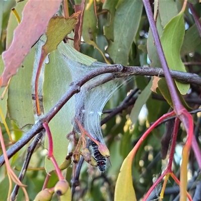 Delias harpalyce (Imperial Jezebel) at Farrer, ACT - 5 Aug 2025 by Mike