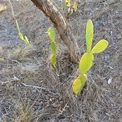 Opuntia (genus) (Prickly Pears) at Farrer, ACT - 5 Aug 2025 by Mike
