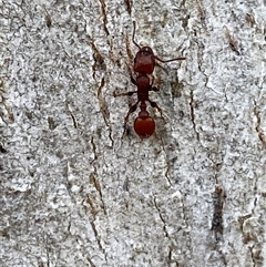 Podomyrma sp. (genus) (Muscleman Tree Ant) at Richardson, ACT - 5 Aug 2025 by SteveBorkowskis