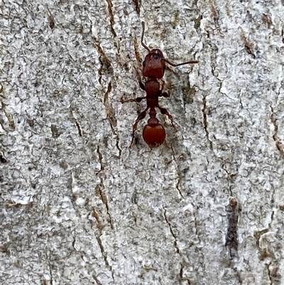 Podomyrma sp. (genus) (Muscleman Tree Ant) at Richardson, ACT - 5 Aug 2025 by SteveBorkowskis