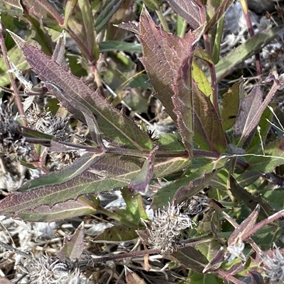 Verbena rigida at Googong, NSW - 25 Jul 2025 by SteveBorkowskis