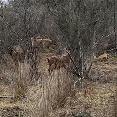 Capra hircus (Goat, Feral Goat) at Googong, NSW - 25 Jul 2025 by SteveBorkowskis