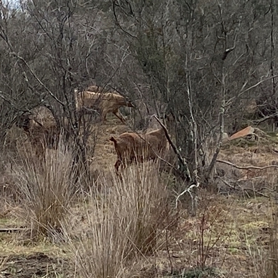 Capra hircus (Goat, Feral Goat) at Googong, NSW - 25 Jul 2025 by SteveBorkowskis