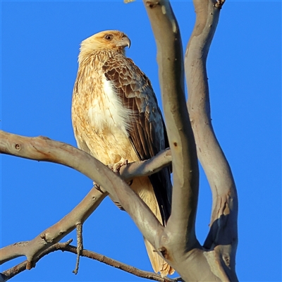 Haliastur sphenurus (Whistling Kite) at Urana, NSW - 1 Aug 2025 by MichaelWenke