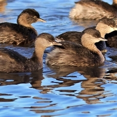 Poliocephalus poliocephalus (Hoary-headed Grebe) at Urana, NSW - 1 Aug 2025 by MichaelWenke