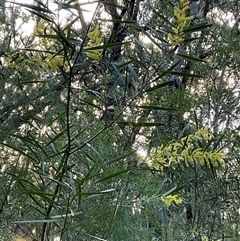 Acacia longifolia subsp. longifolia (sallow or Sydney golden wattle) at Ulladulla, NSW - 31 Jul 2025 by Jennybach