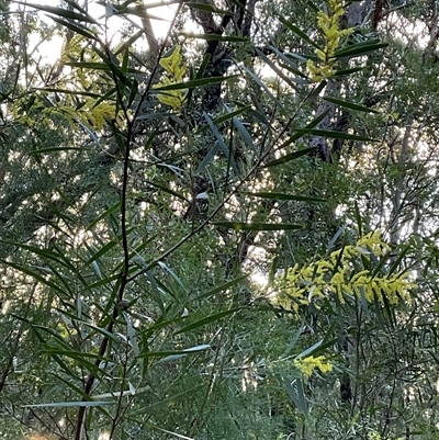 Acacia longifolia subsp. longifolia (sallow or Sydney golden wattle) at Ulladulla, NSW - 31 Jul 2025 by Jennybach