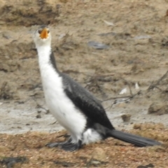 Microcarbo melanoleucos (Little Pied Cormorant) at Kambah, ACT - 5 Aug 2025 by HelenCross