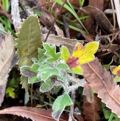 Xanthosia pilosa (Woolly Xanthosia) at Ulladulla, NSW - 31 Jul 2025 by Jennybach