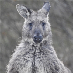 Osphranter robustus robustus (Eastern Wallaroo) at Kambah, ACT - 5 Aug 2025 by HelenCross