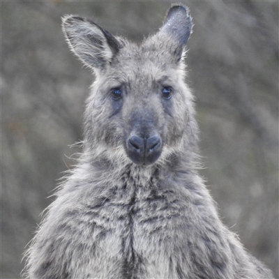 Osphranter robustus robustus (Eastern Wallaroo) at Kambah, ACT - 5 Aug 2025 by HelenCross