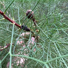 Petrophile pedunculata (Conesticks) at Ulladulla, NSW - 31 Jul 2025 by Jennybach
