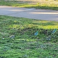 Psephotus haematonotus (Red-rumped Parrot) at Dickson, ACT - 5 Aug 2025 by Lisa.Jok