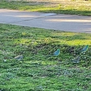 Psephotus haematonotus (Red-rumped Parrot) at Dickson, ACT - 5 Aug 2025 by Lisa.Jok