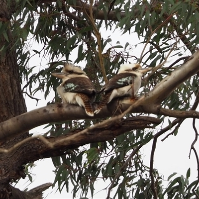 Dacelo novaeguineae (Laughing Kookaburra) at Cook, ACT - 30 Jul 2025 by Jennybach