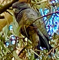 Callocephalon fimbriatum (Gang-gang Cockatoo) at Dickson, ACT - 3 Aug 2025 by Lisa.Jok