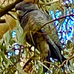 Callocephalon fimbriatum (Gang-gang Cockatoo) at Dickson, ACT - 3 Aug 2025 by Lisa.Jok