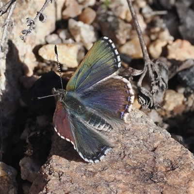 Paralucia crosbyi (Violet Copper Butterfly) at  - suppressed by RAllen