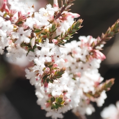 Styphelia attenuata (Small-leaved Beard Heath) at Rendezvous Creek, ACT - 4 Aug 2025 by RAllen