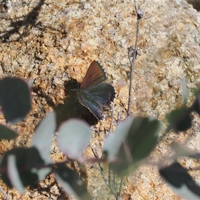 Paralucia crosbyi (Violet Copper Butterfly) at  - suppressed by RAllen