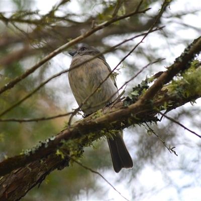 Pachycephala pectoralis (Golden Whistler) at Burradoo, NSW - 5 Aug 2025 by plants