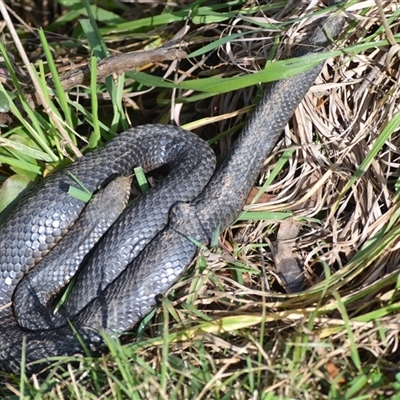 Austrelaps ramsayi (Highlands Copperhead) at Burradoo, NSW - 5 Aug 2025 by plants
