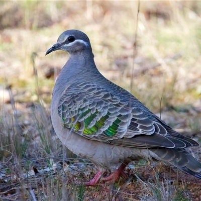 Phaps chalcoptera (Common Bronzewing) at Ainslie, ACT - 4 Aug 2025 by jb2602