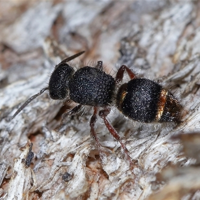 Eurymutilla (genus) (Mutillid wasp or velvet ant) at Tharwa, ACT - 31 Jul 2025 by TimL