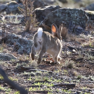 Oryctolagus cuniculus (European Rabbit) at Ainslie, ACT - 4 Aug 2025 by jb2602