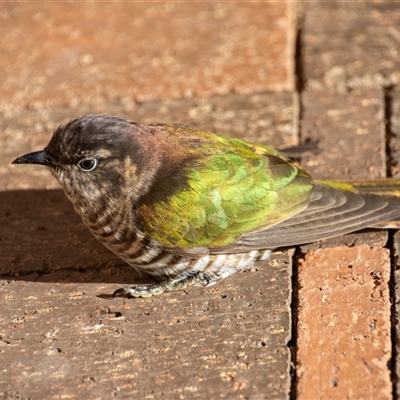 Chalcites lucidus (Shining Bronze-Cuckoo) at Bargo, NSW - 6 Aug 2025 by Snows