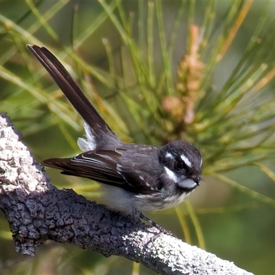 Rhipidura albiscapa (Grey Fantail) at Jeremadra, NSW - 29 Jul 2025 by jb2602
