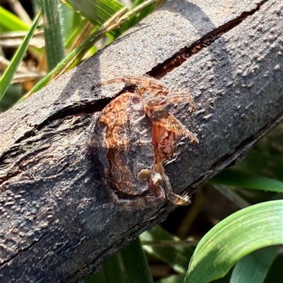 Dolophones sp. (genus) (Wrap-around spider) at Cook, ACT - 29 May 2025 by CathB