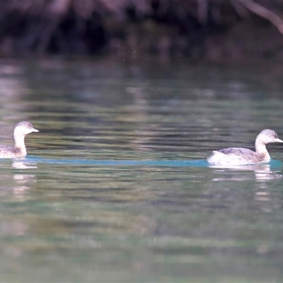Poliocephalus poliocephalus (Hoary-headed Grebe) at Mossy Point, NSW - 29 Jul 2025 by jb2602