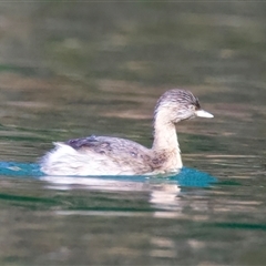 Poliocephalus poliocephalus at Mossy Point, NSW - 29 Jul 2025 03:00 PM