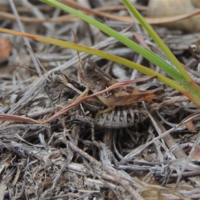Brachyexarna lobipennis (Stripewinged meadow grasshopper) at Theodore, ACT - 23 Jan 2025 by MichaelBedingfield