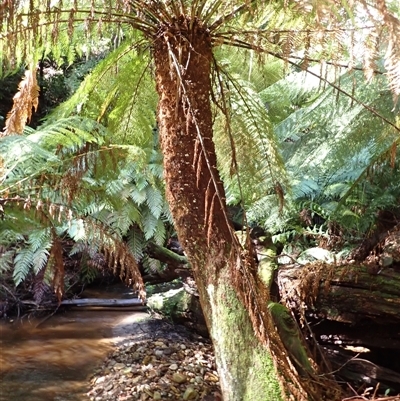 Dicksonia antarctica (Soft Treefern) at East Kangaloon, NSW - 5 Aug 2025 by plants