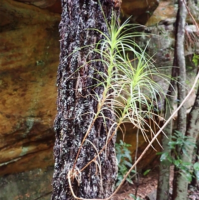Dracophyllum secundum at East Kangaloon, NSW - 5 Aug 2025 by plants