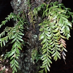 Tmesipteris truncata at East Kangaloon, NSW - 5 Aug 2025 by plants